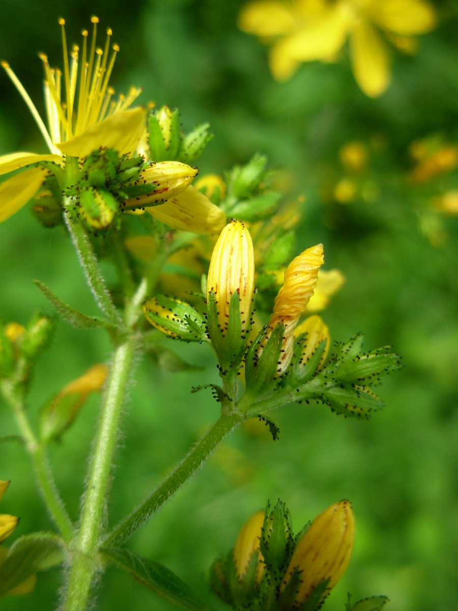 Hypericum hirsutum L.